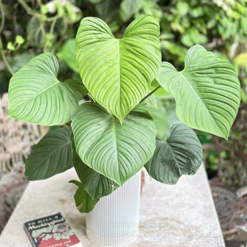 Cây Trầu Bà Fuzzy - Philodendron Fuzzy