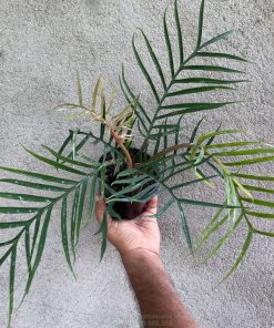 Cây trầu bà philodendron tortum dạng bụi