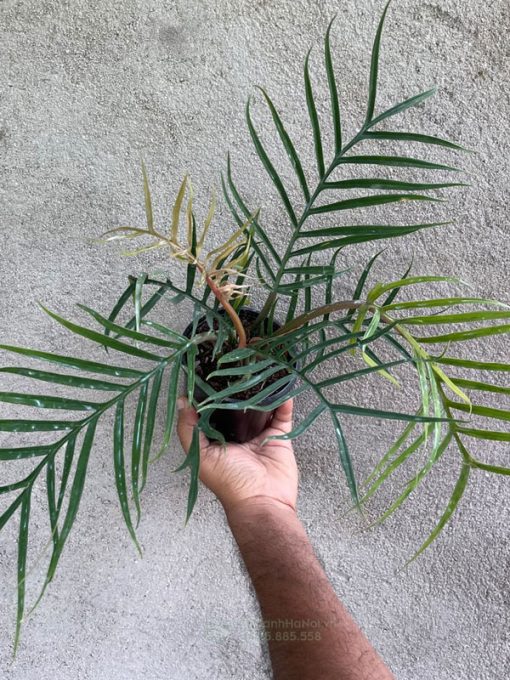 Cây trầu bà philodendron tortum dạng bụi