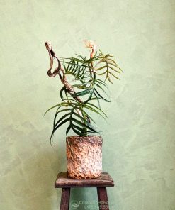 Cây trầu bà philodendron tortum để bàn