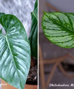 Điểm khác nhau giữa cây cây Philodendron Sodiroi và Philodendron Mamei