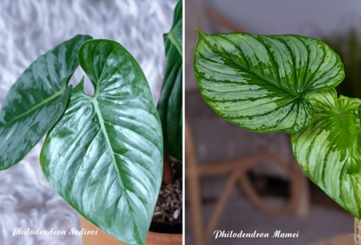 Điểm khác nhau giữa cây cây Philodendron Sodiroi và Philodendron Mamei