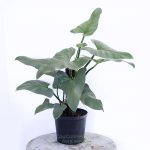 Cây Trầu Bà Kiếm Bạc – Philodendron Hastatum Silver Sword