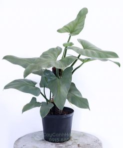 Cây Trầu Bà Kiếm Bạc - Philodendron Hastatum Silver Sword