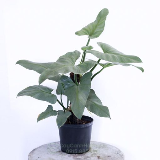 Cây Trầu Bà Kiếm Bạc - Philodendron Hastatum Silver Sword