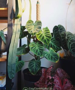 Cửa hàng hán cây Philodendron Verrucosum leo cột