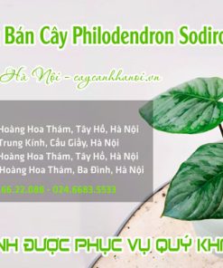 Cửa hàng bán cây kiểng lá Sodiroi