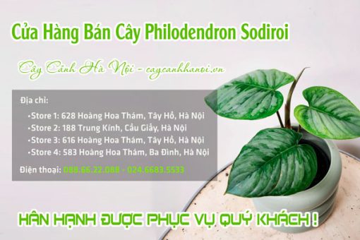 Cửa hàng bán cây kiểng lá Sodiroi