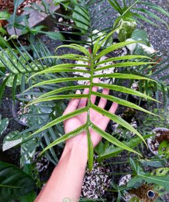 Đặc điểm cây Philodendron Tortum