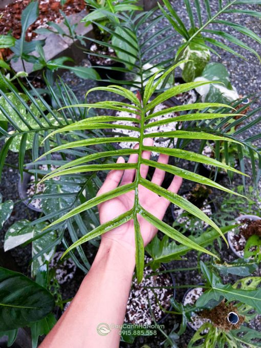 Đặc điểm cây Philodendron Tortum