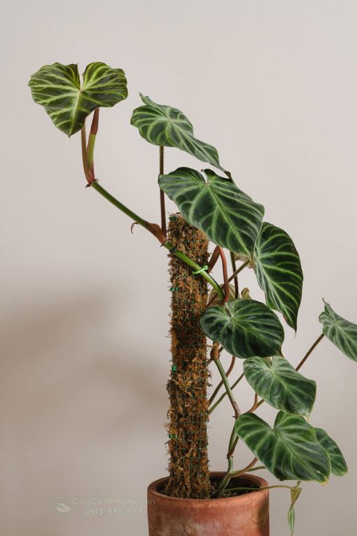 Đặc điểm cây Philodendron Verrucosum