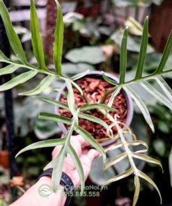 Đất trồng cây kiểng lá Philodendron Tortum