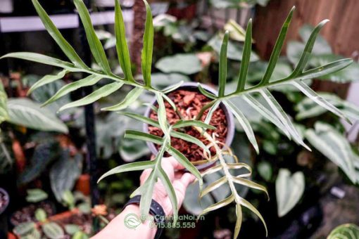 Đất trồng cây kiểng lá Philodendron Tortum