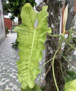 Lá cây Lá cây Philodendron Paraiso Verde