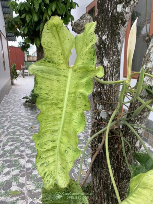 Lá cây Lá cây Philodendron Paraiso Verde