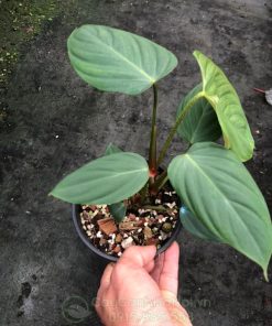 Lá cây trầu bà Philodendron Fuzzy