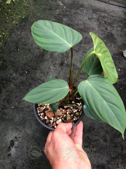 Lá cây trầu bà Philodendron Fuzzy