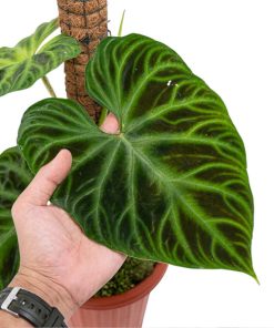 Lá cây Philodendron Verrucosum