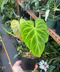 Nơi cung cấp cây Philodendron Verrucosum