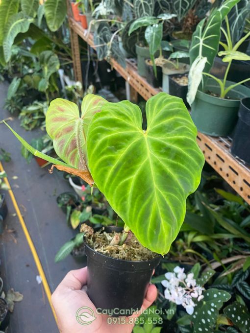 Nơi cung cấp cây Philodendron Verrucosum