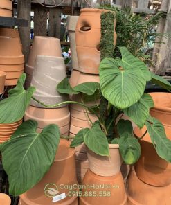 Nơi mua cây trầu bà Philodendron Fuzzy tại Hà Nội