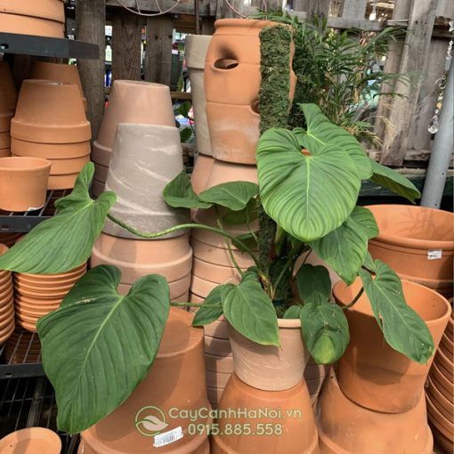 Nơi mua cây trầu bà Philodendron Fuzzy tại Hà Nội