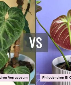 Phân biệt Philodendron El Choco Red và Verrucosum