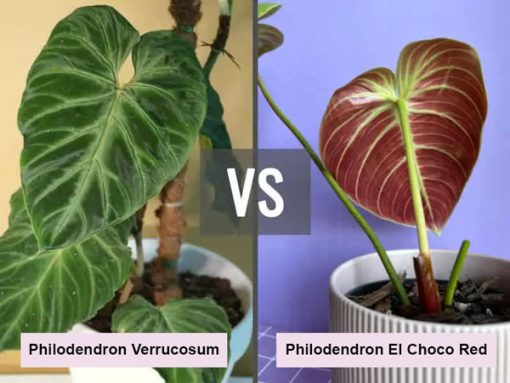 Phân biệt Philodendron El Choco Red và Verrucosum