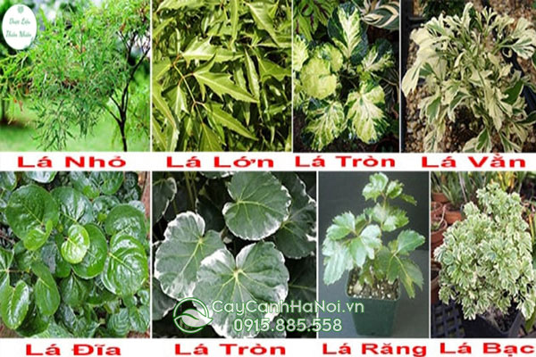 các loại cây đinh lăng