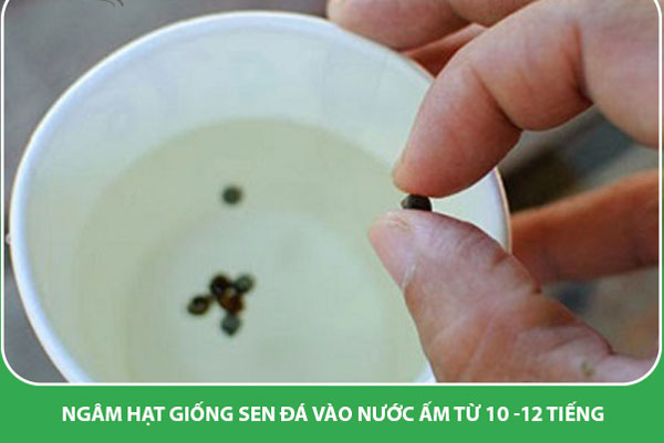 Cách trồng hạt sen đá