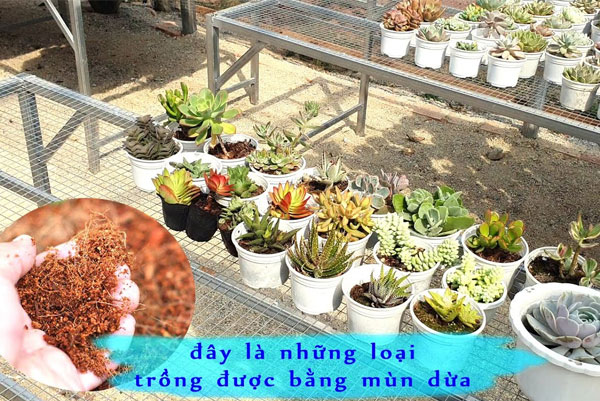 Cách trồng sen đá bằng xơ dừa