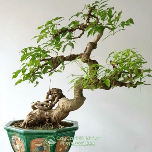 Cây cóc thái bonsai