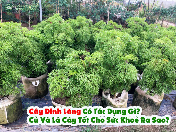 Cây Đinh Lăng Có Tác Dụng Gì? Củ Và Lá Cây Tốt Cho Sức Khoẻ Ra Sao?