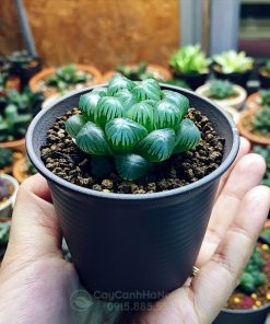 Hình ảnh cây sen đá kim cương Haworthia cooperi