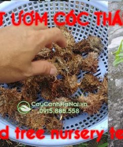 cách trồng cóc từ hạt