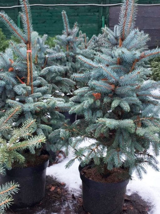 Blue spruce (Picea pungens) Nobilis