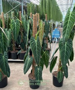 Bán cây Philodendron Melanochrysum nhiều kích thước