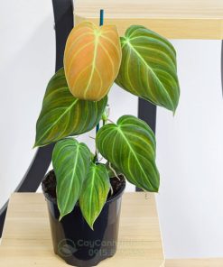 Bán cây giống Philodendron Melanochrysum tại Hà Nội