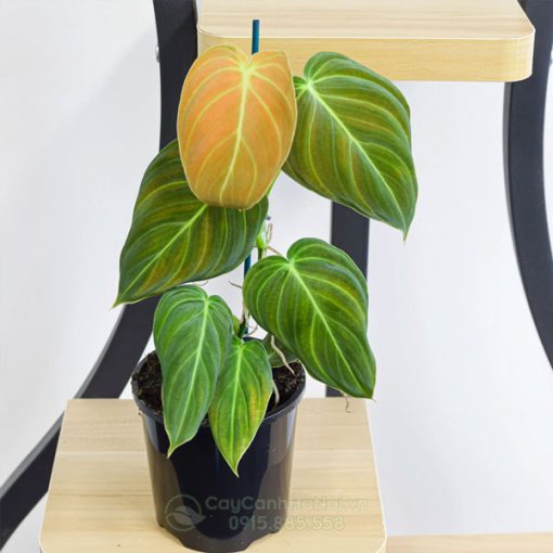 Bán cây giống Philodendron Melanochrysum tại Hà Nội