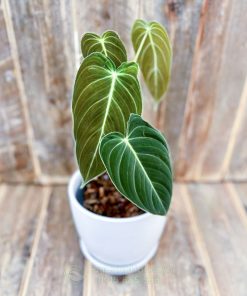 Cách trồng và chăm sóc cây Philodendron Melanochrysum