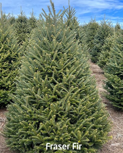 Fraser Fir