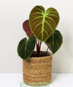 Cây cay Philodendron El Choco Red dùng để trang trí