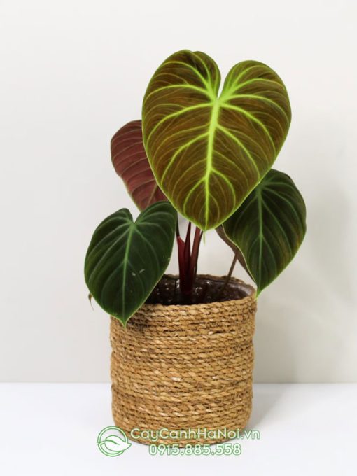 Cây cay Philodendron El Choco Red dùng để trang trí