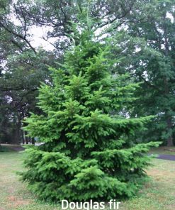 douglas fir