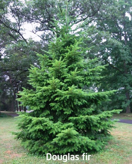 douglas fir