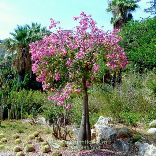 Cây hoa hồng mỹ nhân