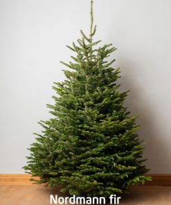 nordmann fir