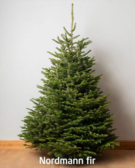 nordmann fir