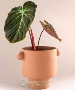 Cây philodendron el choco red trồng chậu đát nung