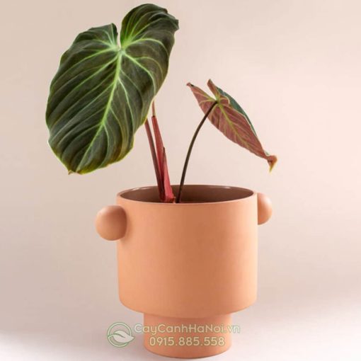 Cây philodendron el choco red trồng chậu đát nung